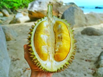 Cropped hand holding durian 