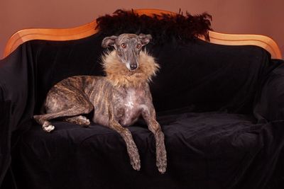 Portrait of black dog sitting on sofa