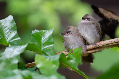 Close-up of birds on plant