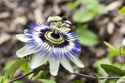 Close-up of purple flower blooming outdoors