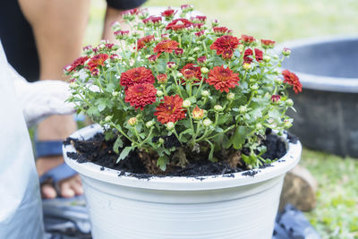 Midsection of woman holding potted plant