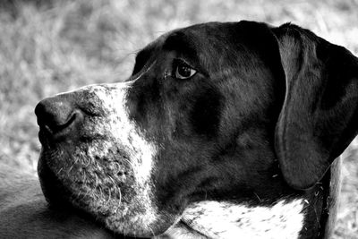 Close-up of dog looking away