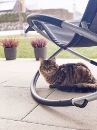 Portrait of cat sitting on seat