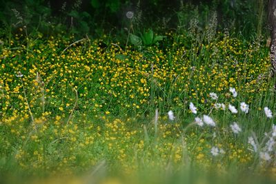 Close-up of yellow flowers blooming on field