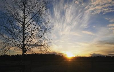 Silhouette trees on field against sky at sunset