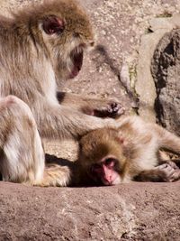 Female macaque taking care of young 