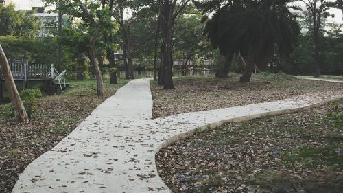 Trees in park