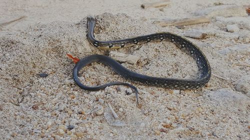 High angle view of snake on sand at beach