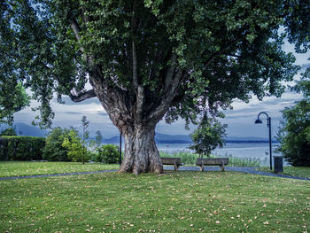 Trees on field