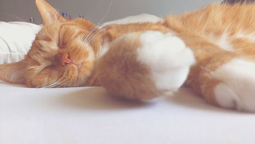 Close-up of cat sleeping