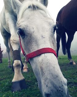 Close-up of horse on field