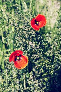 Close-up of red poppy blooming outdoors