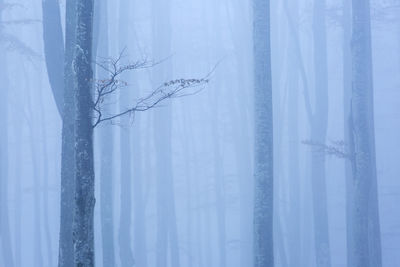 Trees seen through fog in forest