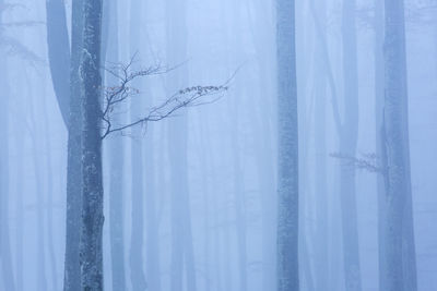 Scenic view of trees in forest during foggy weather
