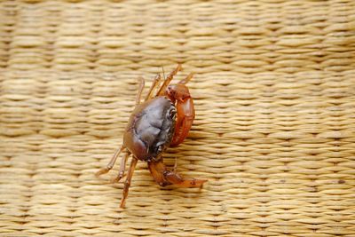 Close-up of insect