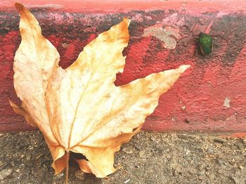 Close-up of red leaves