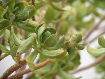 Close-up of plant growing on tree