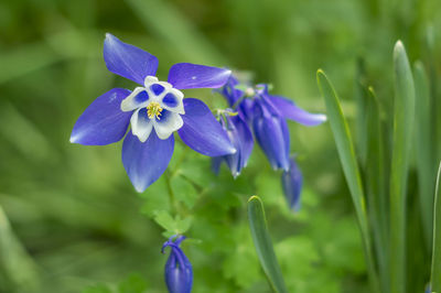 Close-up of purple flowering plant