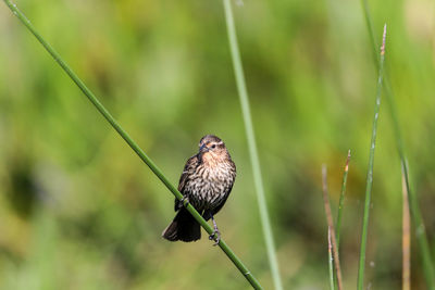 Brown female red-wing blackbird agelaius phoeniceus perches on the tall reeds and grass in a pond 