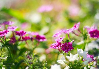 Close-up of pink flowers blooming outdoors