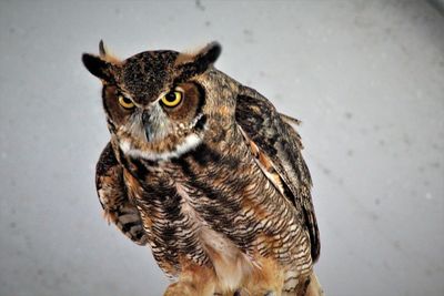 Close-up portrait of owl