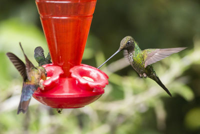 Close-up of a bird flying