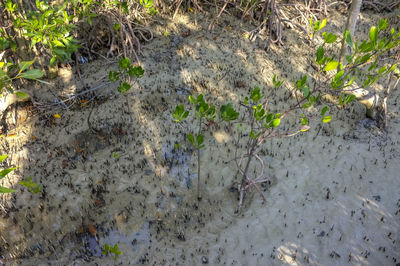 High angle view of flowering plants on land