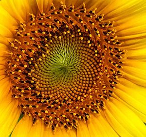 Full frame shot of sunflower