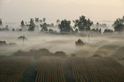 Scenic view of agricultural field against sky