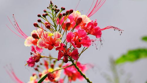 Low angle view of pink flowers