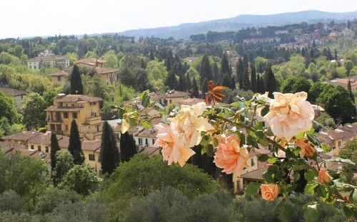 High angle view of flowering plants and buildings against sky