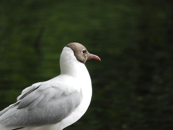Close-up of seagull