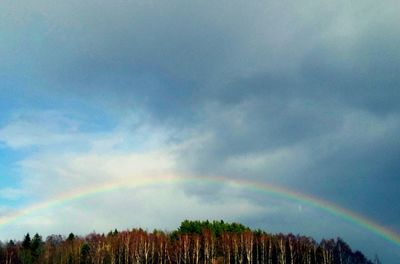 Scenic view of rainbow over trees against blue sky