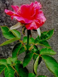 Close-up of pink rose