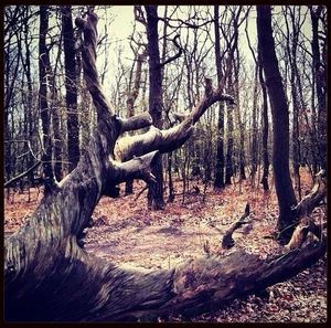 Bare trees in forest