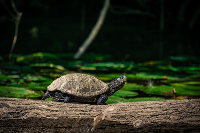 Close-up of tortoise on tree