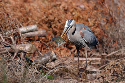 High angle view of gray heron on shore