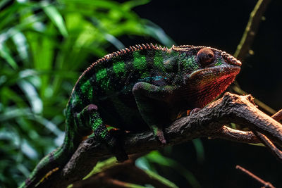 Close-up of lizard on tree