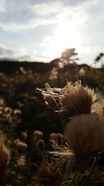 Close-up of plant against blurred background