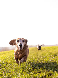 Portrait of dog on field