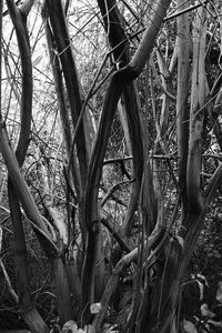 Close-up of bicycle on tree in field