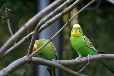 Bird perching on branch