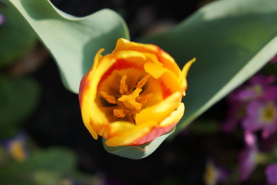 Close-up of yellow rose blooming outdoors