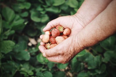 Close-up of cropped hand holding strawberries