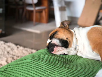 Close-up of a dog resting at home