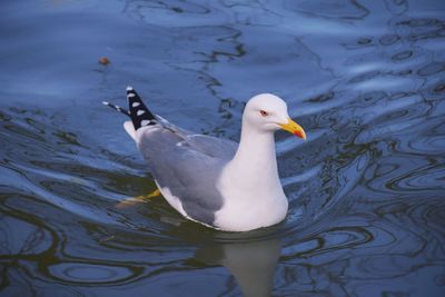 High angle view of seagull swimming in lake