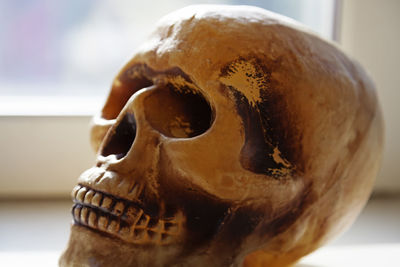 Close-up of human skull