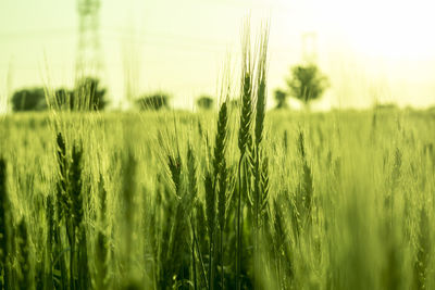 Close-up of wheat growing in field