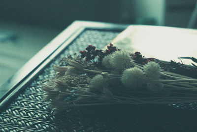 High angle view of succulent plant on table