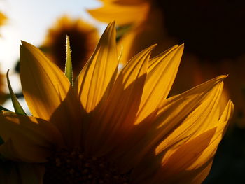 Close-up of yellow flower